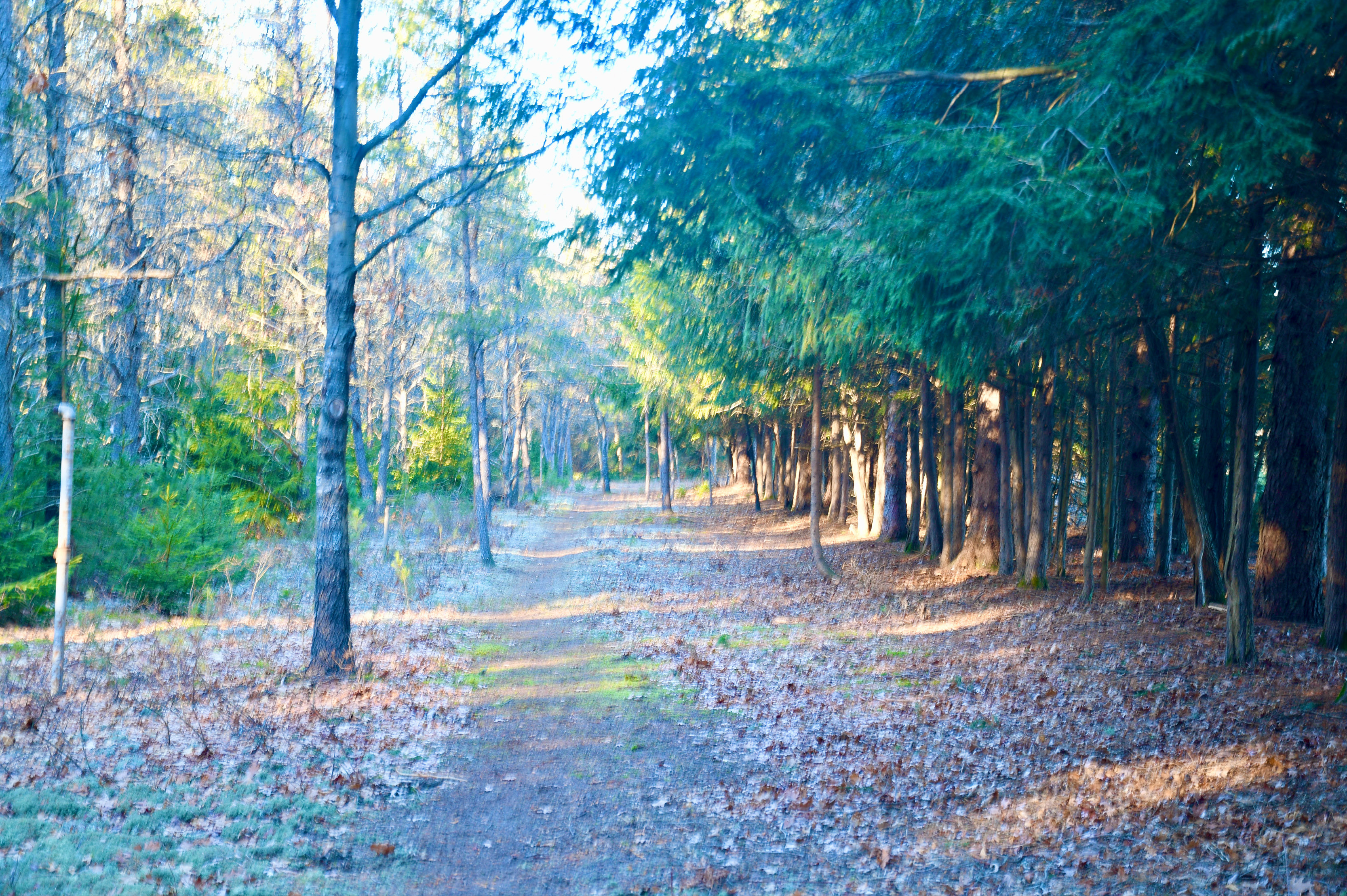 Wellston Arboretum Trail